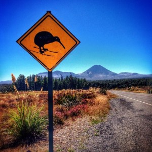 young adventuress - kiwi crossing