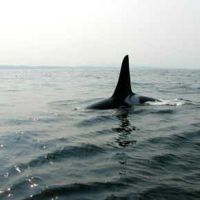 Orca Watching in&nbsp;Canada