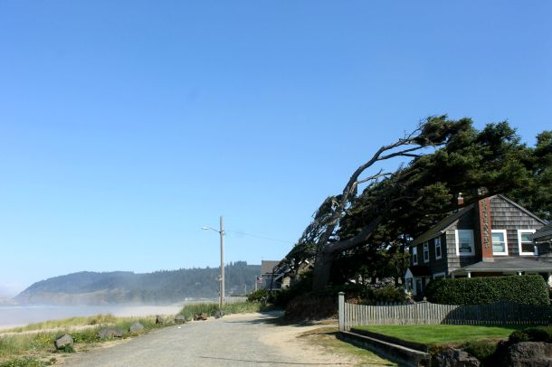 Cannon Beach. The trees made me giggle.